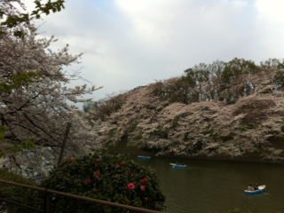 二年ぶりの桜見物_c0112103_1434131.jpg