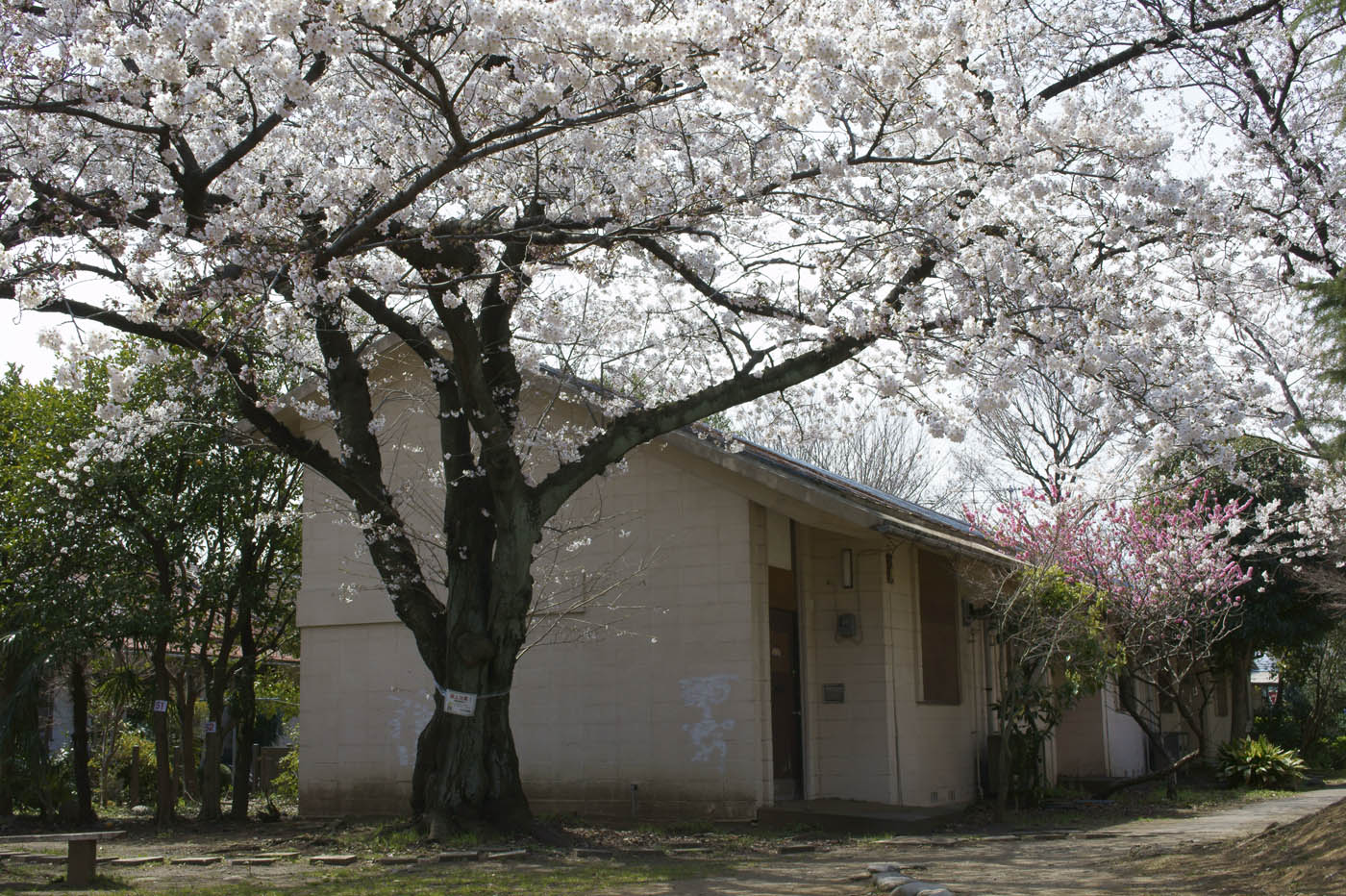 阿佐ヶ谷住宅の桜。_c0120903_245297.jpg