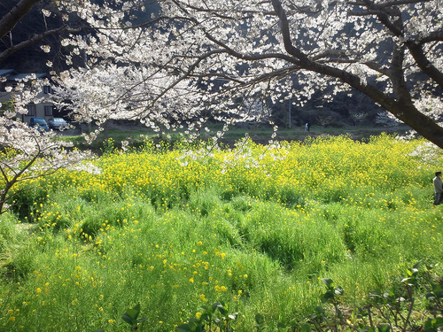 松崎_d0073005_18494114.jpg