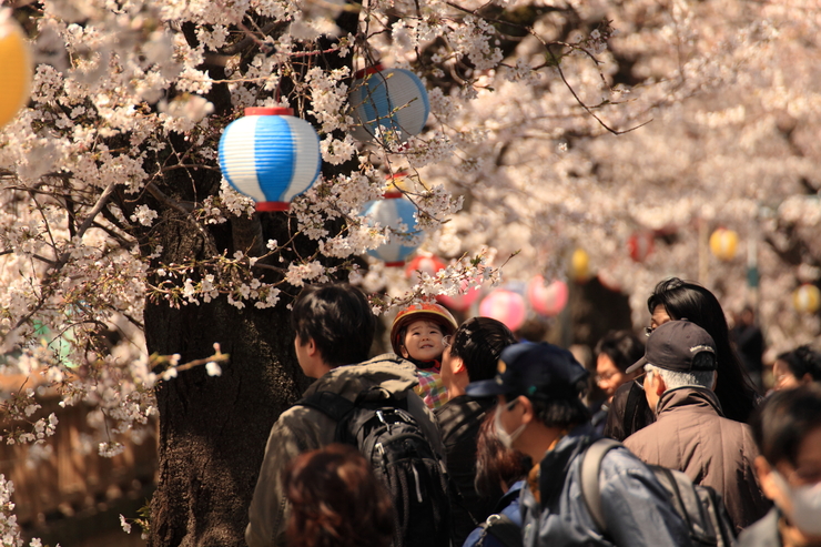宿河原の桜。_e0262305_22364689.jpg