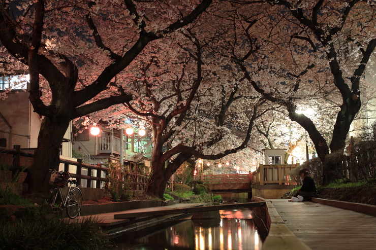 宿河原の桜。_e0262305_22431239.jpg