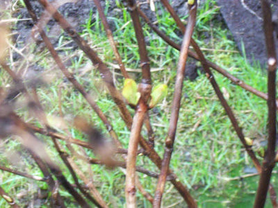 f0154805_1939504.jpg