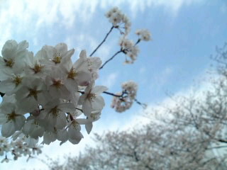 桜日和♪_b0043506_20261858.jpg