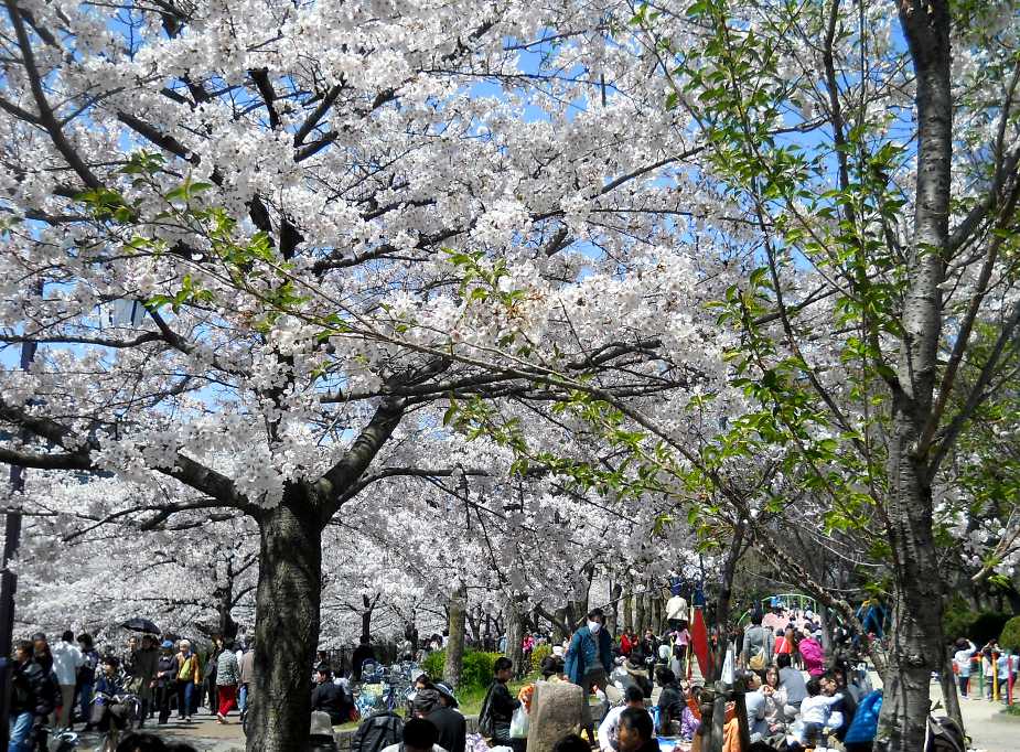 　桜見物、この国民的行事！　　４．９_d0140806_1311587.jpg