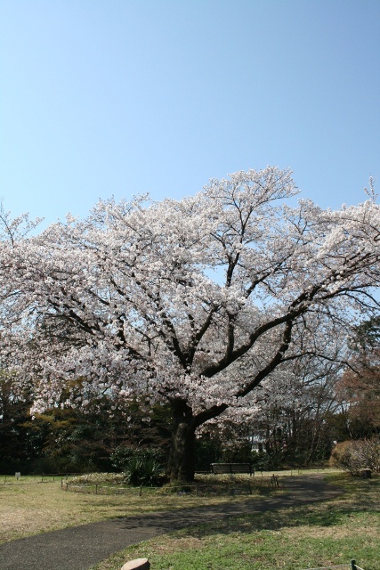 すみればのソメイヨシノ_b0049307_17484194.jpg