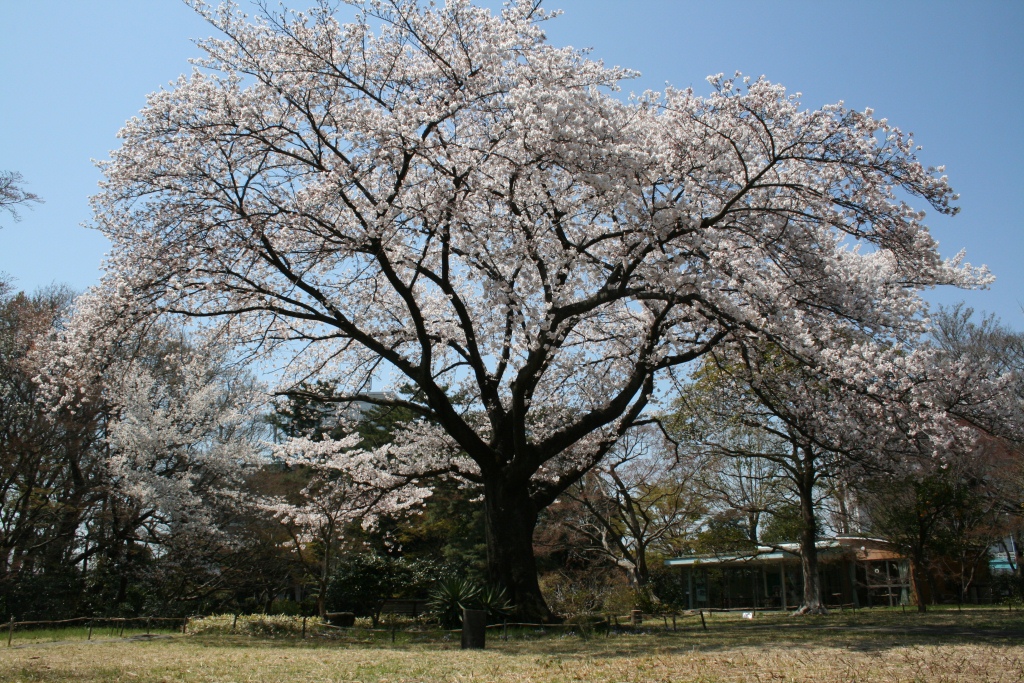 すみればのソメイヨシノ_b0049307_17492691.jpg