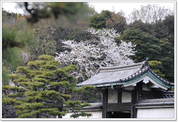 花まつり　＆　桜散策_c0051107_0594780.jpg