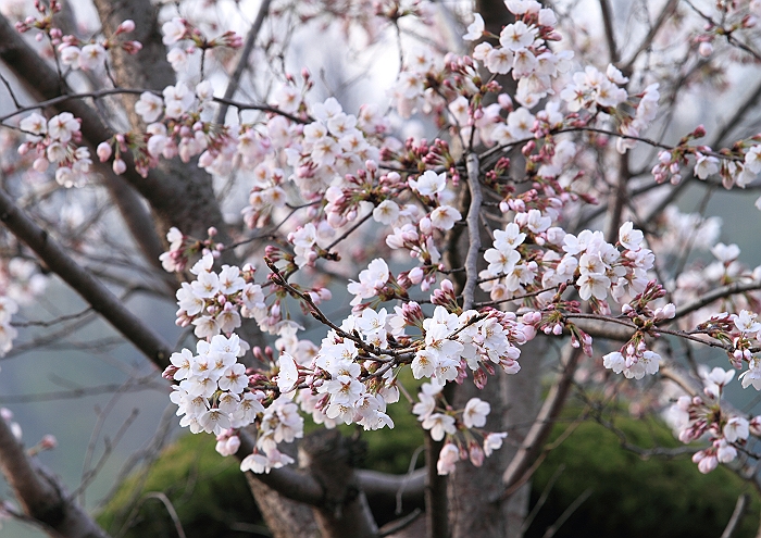 ”桜前線真っ盛り・・・！”_a0140608_7293895.jpg