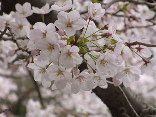 桜の季節【店長兼営業部長のほっとブログ】_d0174308_1631168.jpg