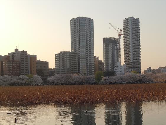 夕暮れ時の桜_e0087008_9461148.jpg