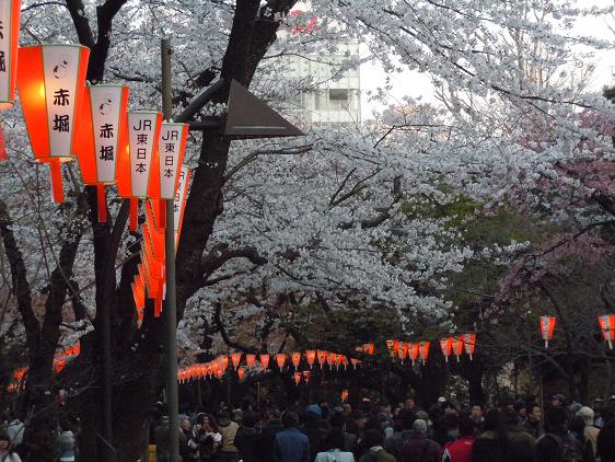 夕暮れ時の桜_e0087008_9532271.jpg