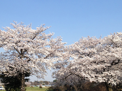 近場でお花見_e0239908_17572414.jpg