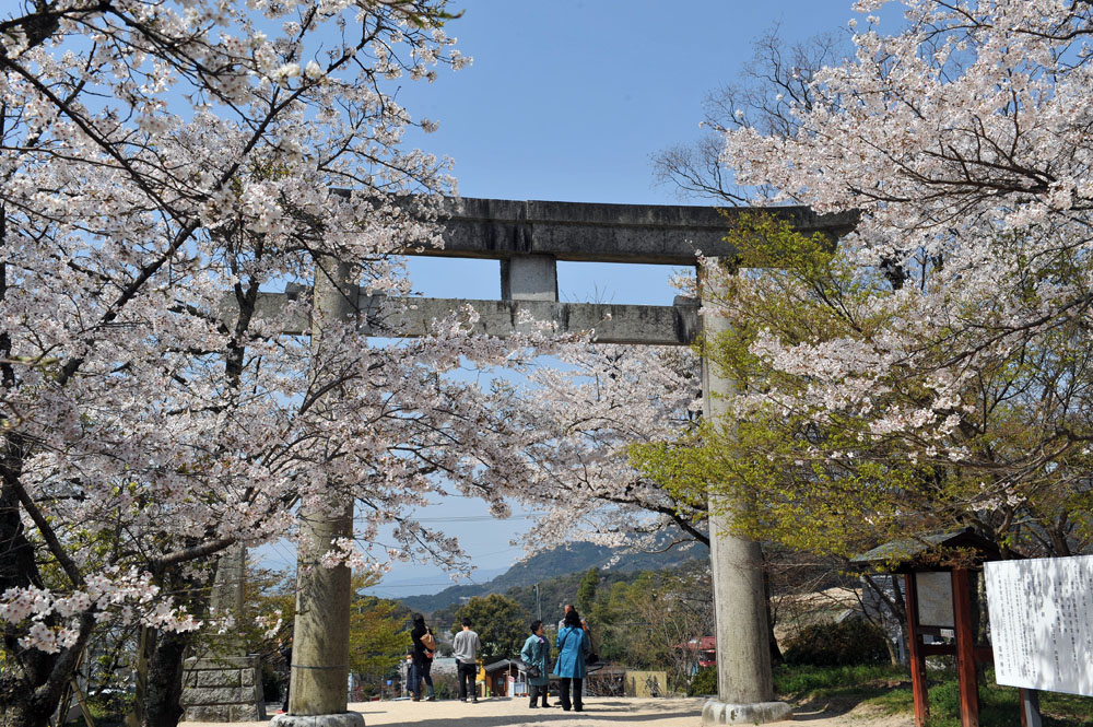 太宰府の桜2011_a0042310_13422664.jpg