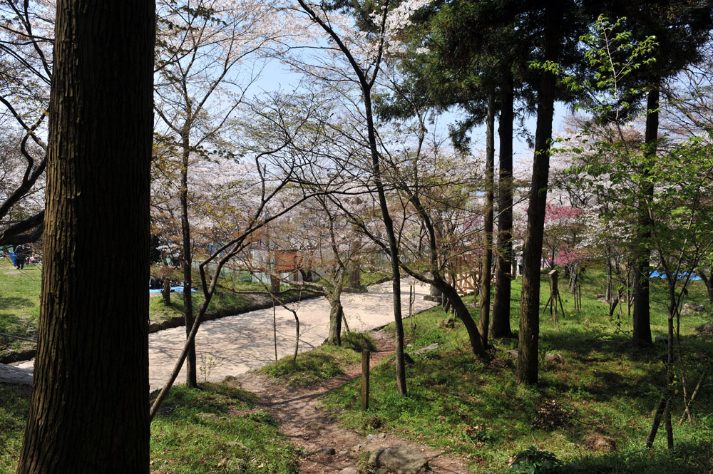 太宰府の桜2011_a0042310_13432049.jpg