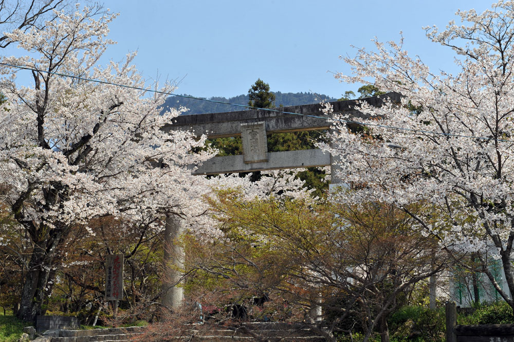 太宰府の桜2011_a0042310_13434252.jpg