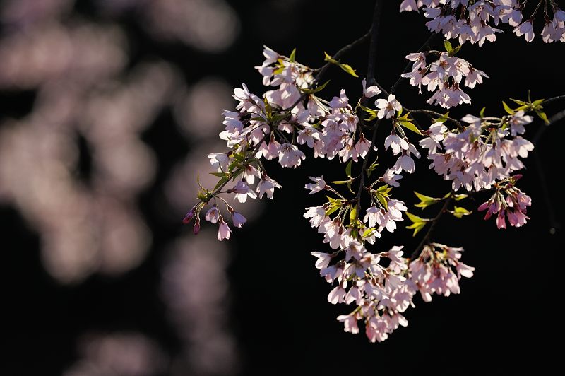 桜巡り・御所近衛邸跡の糸桜_f0032011_19535678.jpg