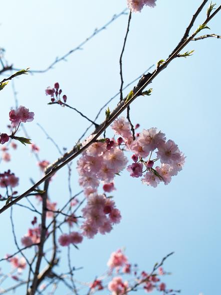 さくら・桜・桜_c0202113_22181452.jpg