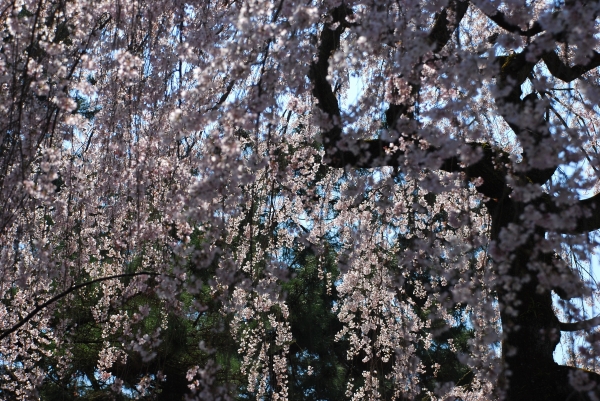 桜　－　京都御苑_a0114714_23243216.jpg