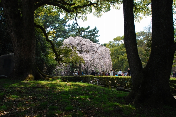 桜　－　京都御苑_a0114714_23244288.jpg