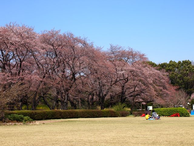 なおちゃんとお花見_a0151615_1275625.jpg