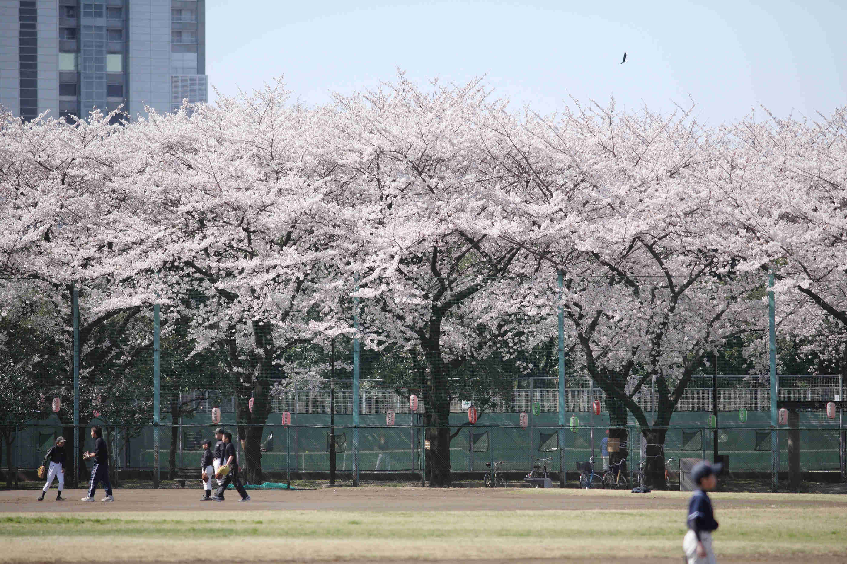 満開だ！　連敗だ！　白鬚公園野球場_b0224616_1795725.jpg