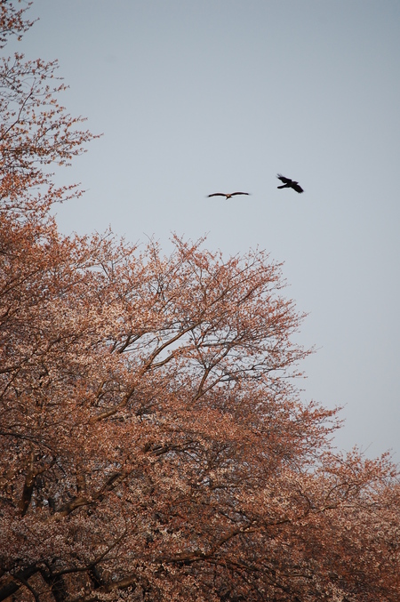 初撮り桜2012_e0252819_13255.jpg