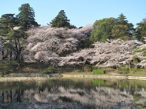 大宮公園　桜風景_d0150720_12224269.jpg