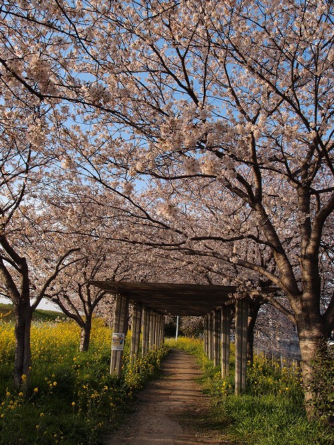 桜景色　その１_d0177220_859172.jpg