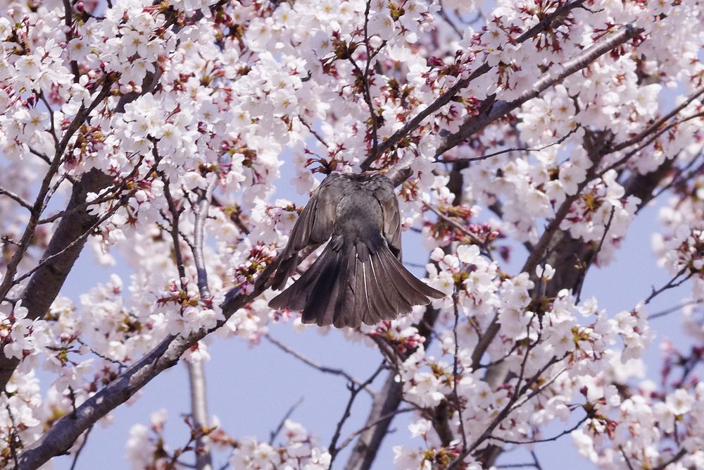 ヒヨドリ！　ソメイヨシノを喜ぶ？♪！_a0031821_1531823.jpg