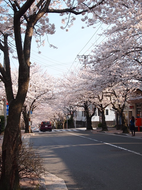 桜・さくら・サクラ_b0177323_20242050.jpg