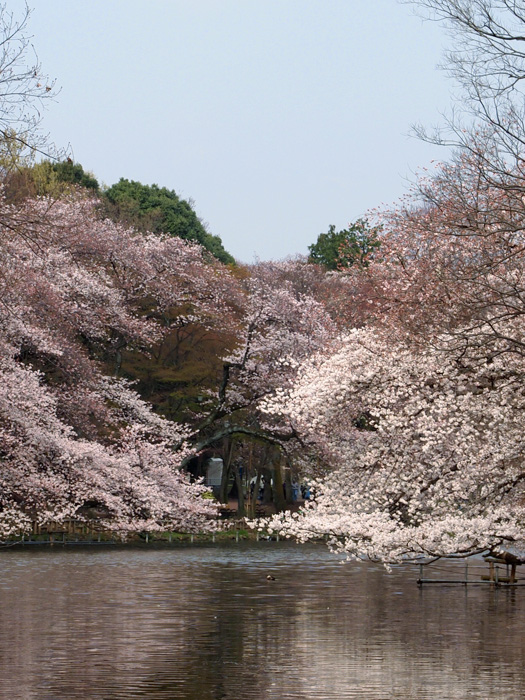 朝の桜（井の頭公園）_b0244424_2135069.jpg