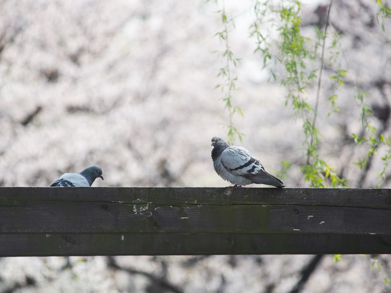 桜2012　枝川緑道公園_c0021726_19493519.jpg