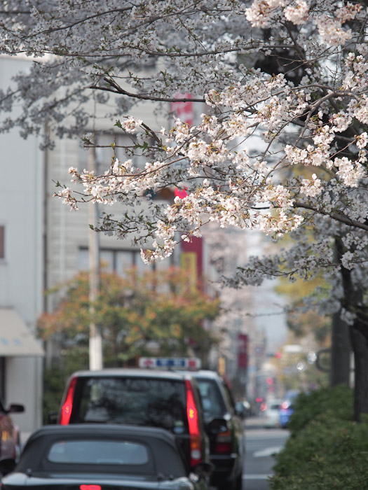 桜2012　枝川緑道公園_c0021726_19502746.jpg