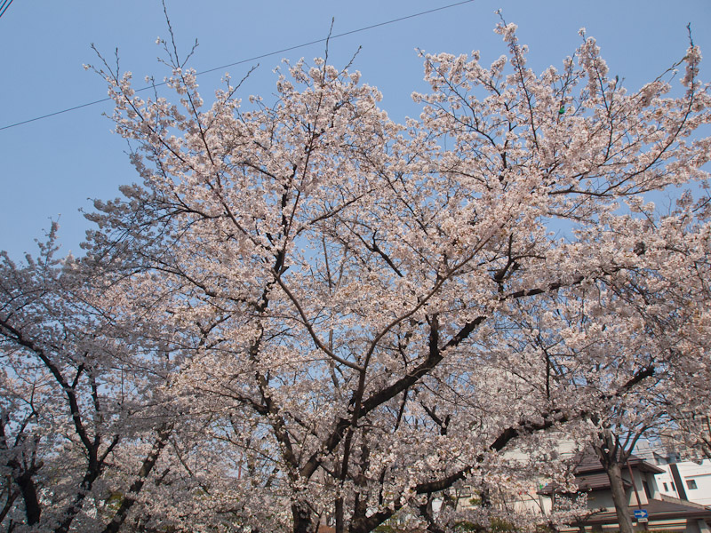 桜2012　枝川緑道公園_c0021726_19515297.jpg