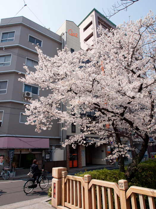 桜2012　枝川緑道公園_c0021726_1952830.jpg