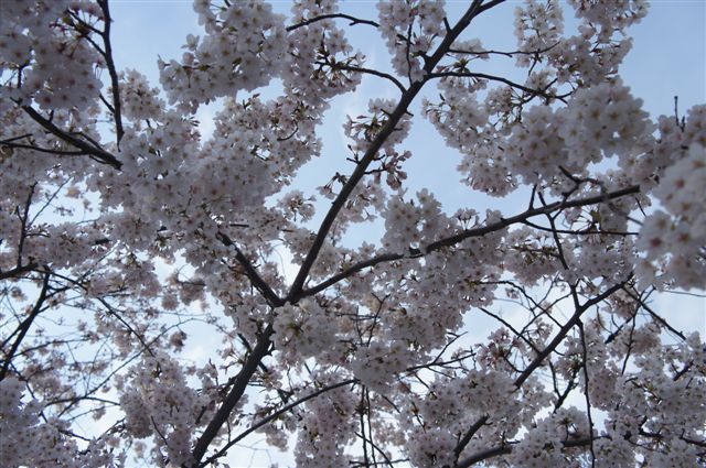 お花見&産後復帰レース!_e0253026_0213293.jpg