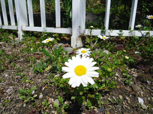 d0225727_8593670.jpg