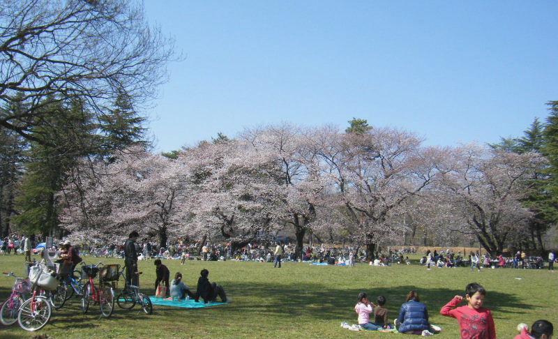 野川公園で花見 マサ日記