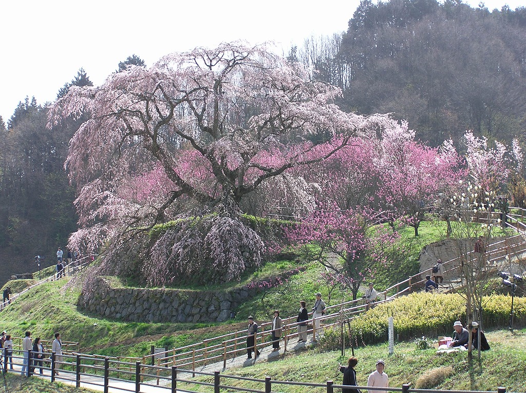万葉集その三百六十六(桜と蘭蕙：らんけい) : 万葉集遊楽
