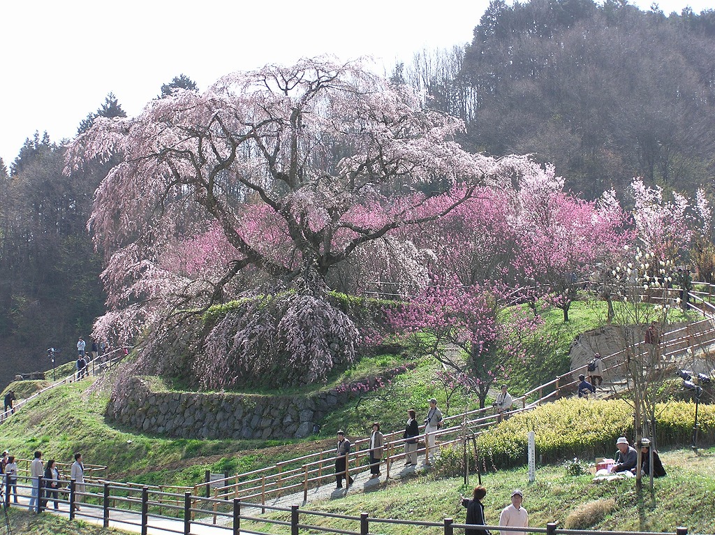 万葉集その三百六十六(桜と蘭蕙：らんけい)_b0162728_8231195.jpg