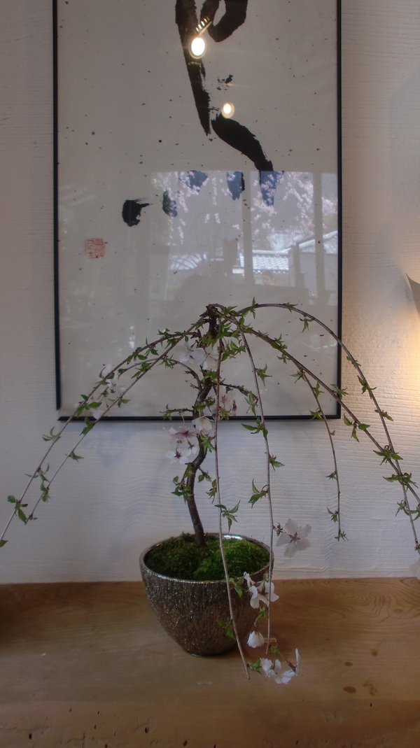 お家でお花見part1_a0197730_23512394.jpg