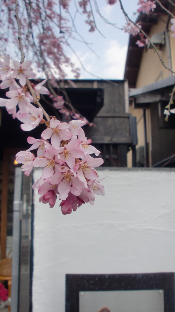 お家でお花見part1_a0197730_23522367.jpg
