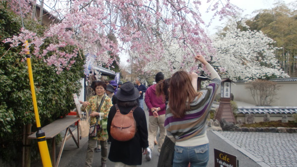 お家でお花見part1_a0197730_23531793.jpg
