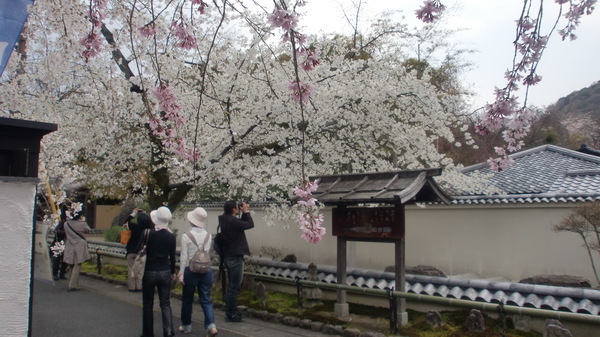 お家でお花見part1_a0197730_23534460.jpg