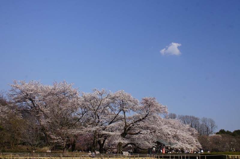今日の桜 神代植物公園 さんじゃらっと blog 今日の桜 神代植物公園 さんじゃらっと blog