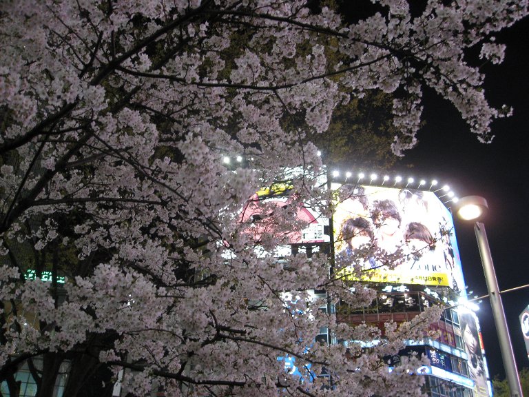 夜桜_e0174533_20404458.jpg