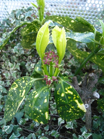 斑入り樹木の新芽_c0134734_18481635.jpg