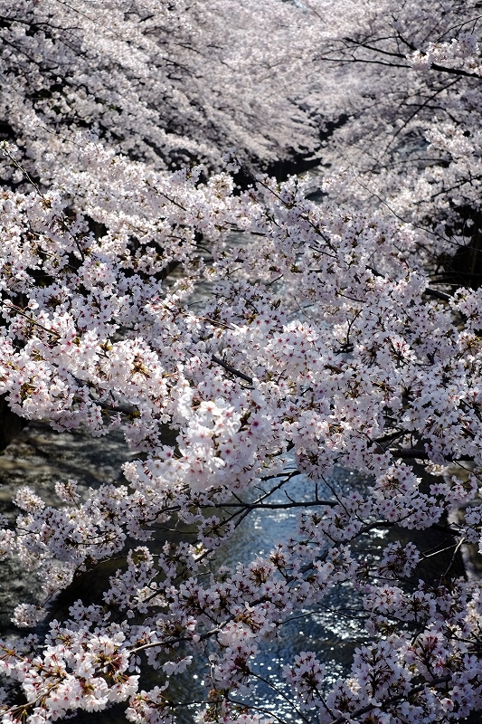 おめざの桜_f0050534_23114618.jpg
