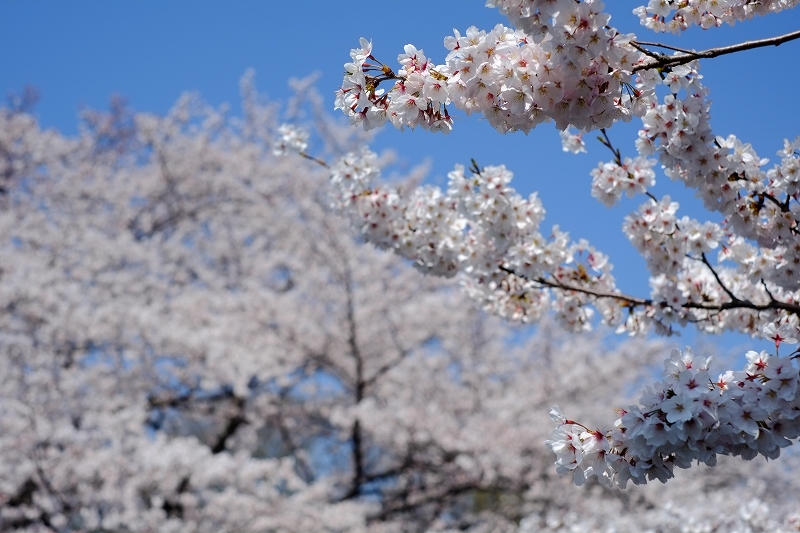 おめざの桜_f0050534_23121670.jpg
