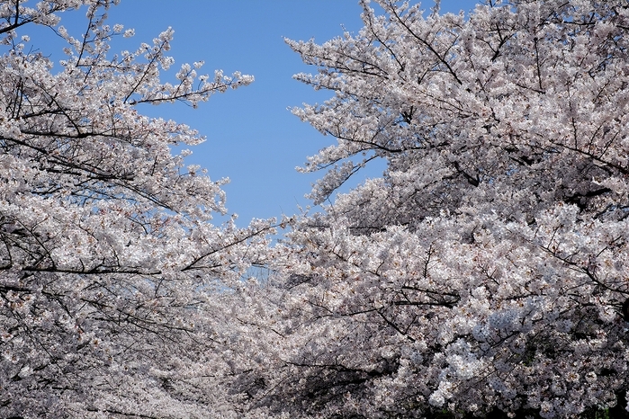 おめざの桜_f0050534_23122852.jpg